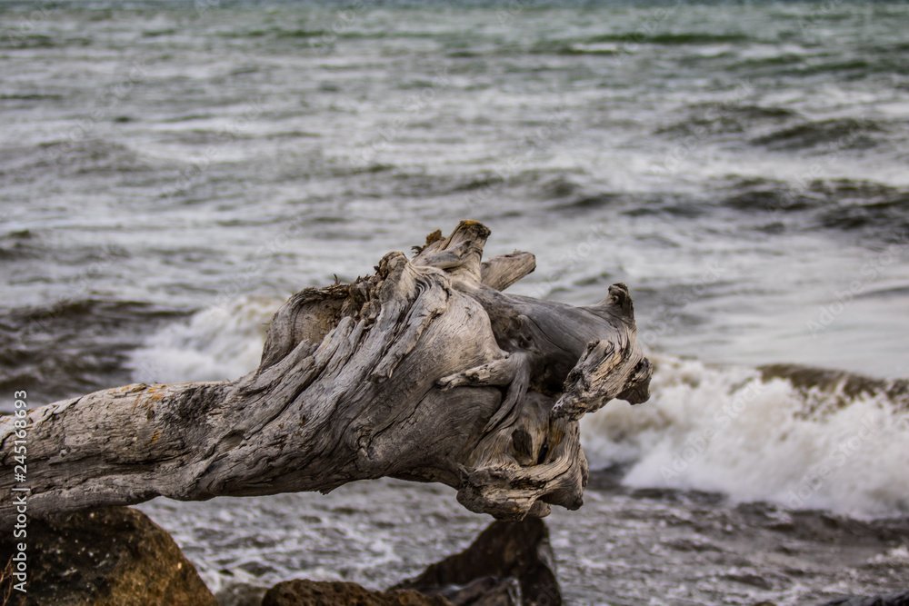 Driftwood