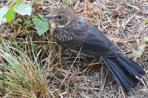 The young song thrush on a ground