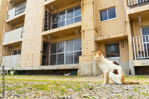 Ruined apartment building with a cat in Ikeshima, Nagasaki, Japan