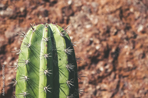 Thorns on a cactus.