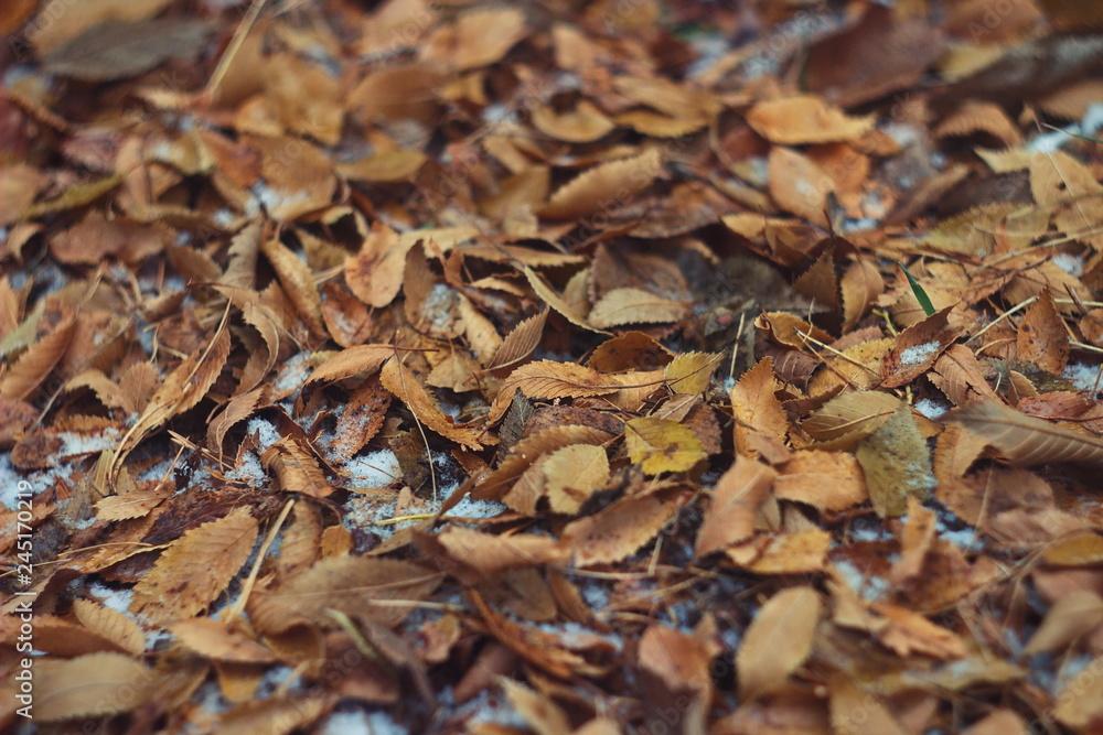 Snow-covered dry leaves on the ground. Close-up view from above of dead leaves, covering the ground in autumn forest at fall season.