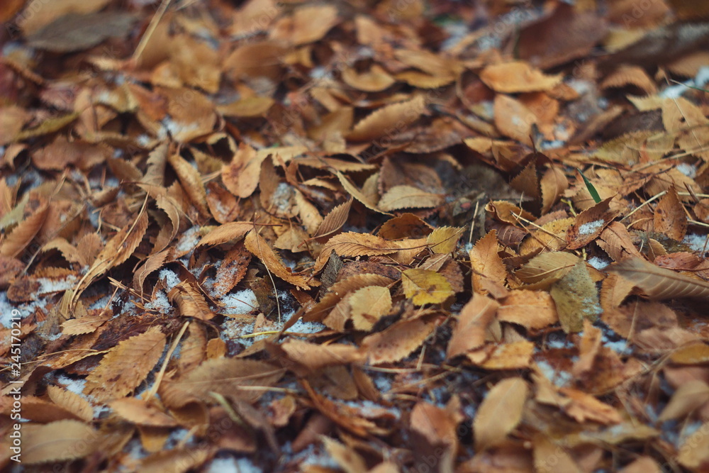 dead leaves on the ground