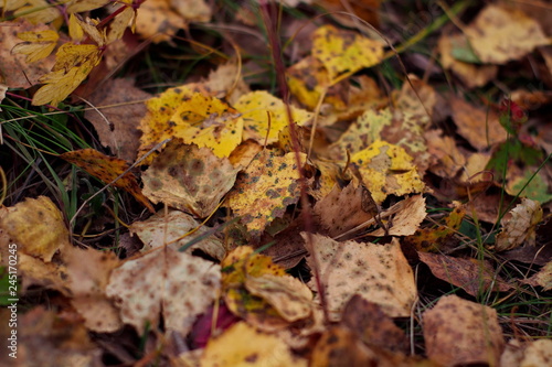 Dry birch leaves on the ground. Close-up view from above of dead leaves, covering the ground in autumn forest at fall season. © Stanislav Ovv