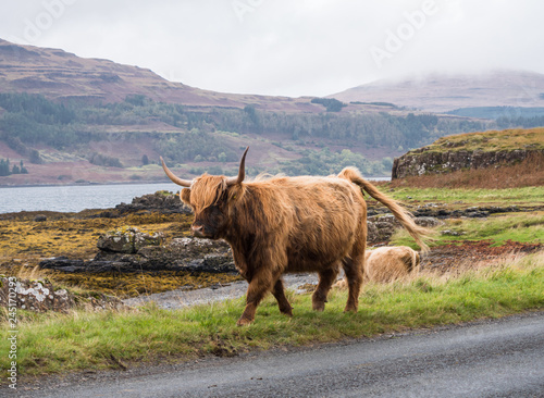 Highland cow on the Isle of Mull