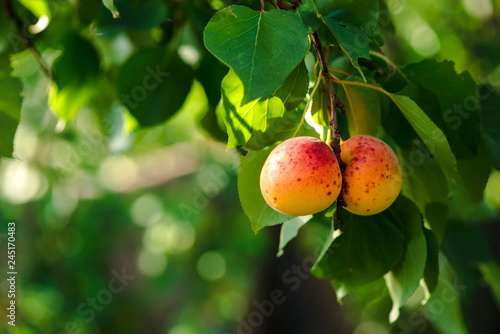 apricot grows on a branch
