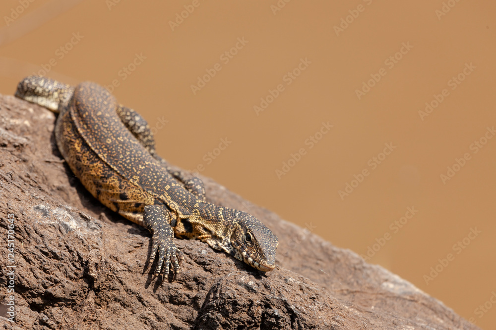 Fototapeta premium Nile monitor (Varanus niloticus), aka, African small-grain lizard, water leguaan, river leguaan, or leguaan. North West Province. South Africa