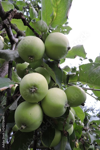 Green apples ripening on an apple tree branch