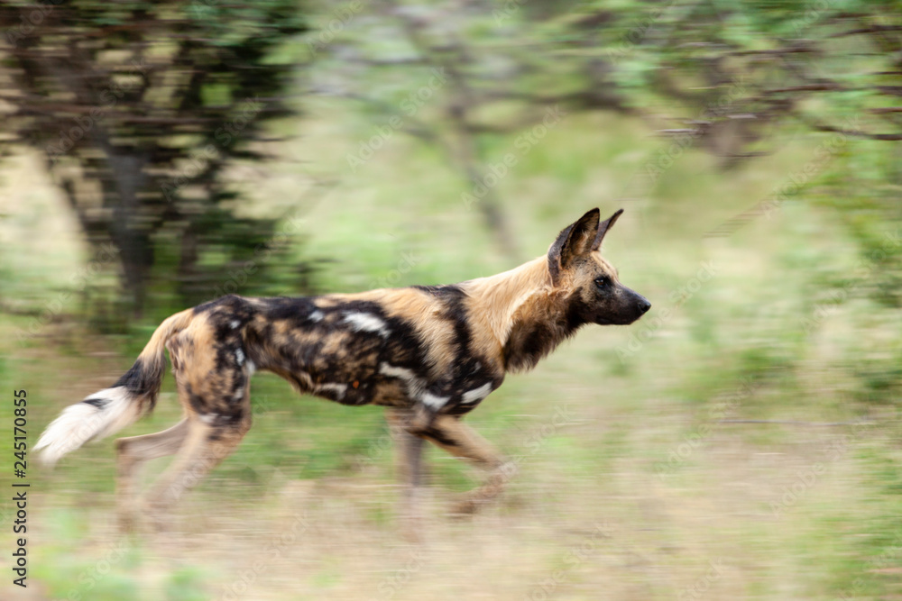 Fototapeta premium African wild dog (Lycaon pictus), aka, painted wolf, African hunting dog, Cape Hunting Dog or African painted dog. North West Province. South Africa.