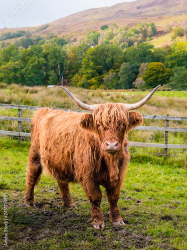 Highland cow in Scottisch landscape stares at camera
