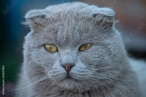 grey cat with yellow eyes close up