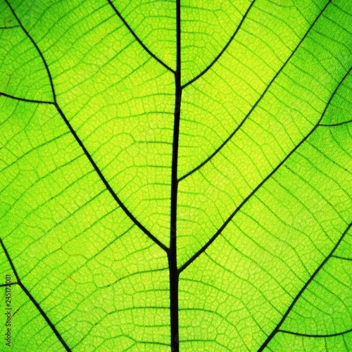 Rich green leaf texture see through symmetry vein structure, beautiful nature texture concept, 1:1