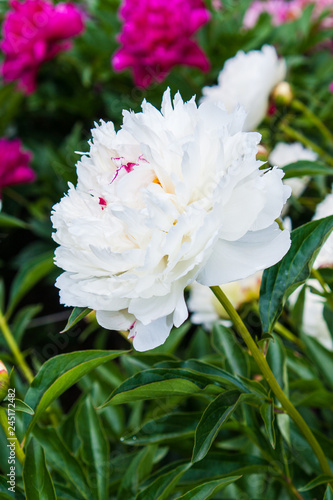 flowering peonies in the garden