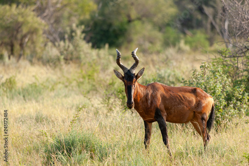 Red hartebeest (Alcelaphus buselaphus caama or Alcelaphus caama). North West Province. South Africa