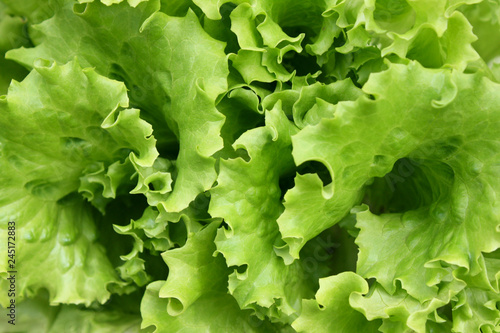 top view of lettuce leaves