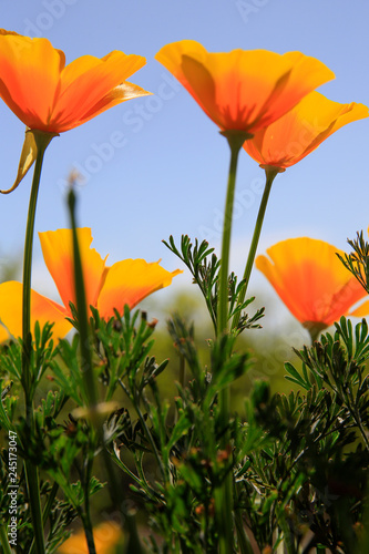 Fototapeta Naklejka Na Ścianę i Meble -  Kalifornische Mohn (Eschscholzia californica) Blüten