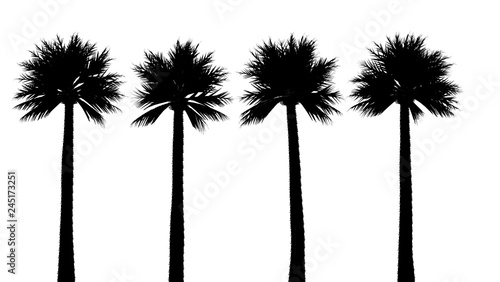 Palm Tree Silhouette