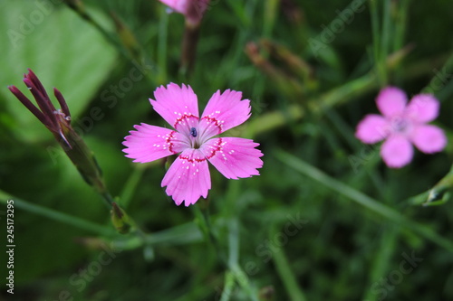 Maiden pink, pink carnation