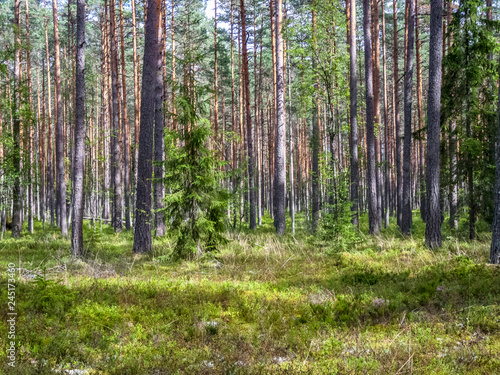 Fototapeta Naklejka Na Ścianę i Meble -  landscape in harku forest nature trail near Tallinn