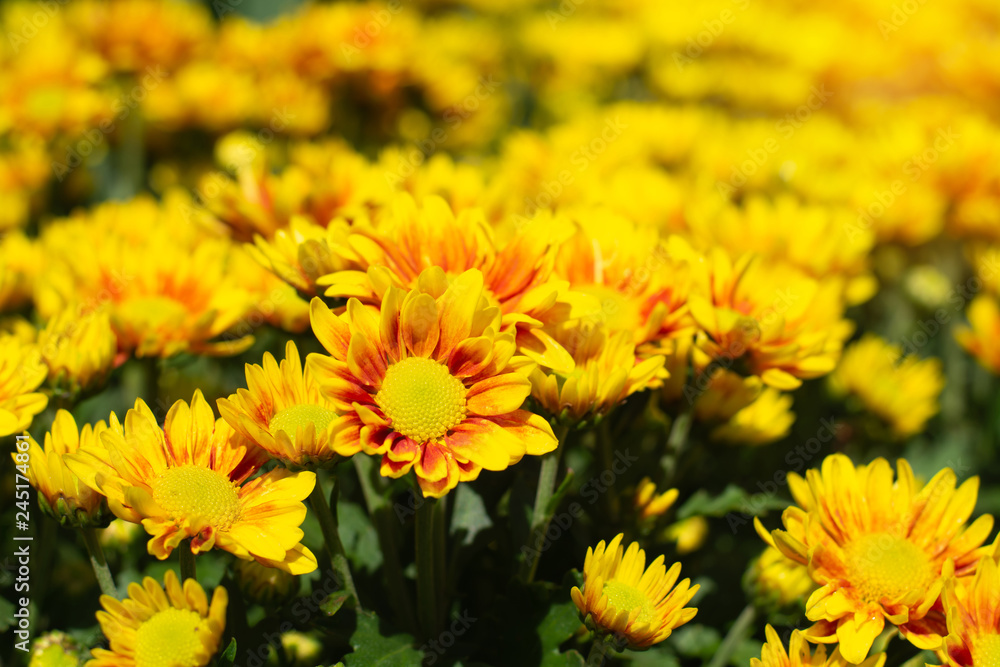 soft focus yellow chrysanthemum in the garden. soft focus yellow chrysanthemum in the garden.