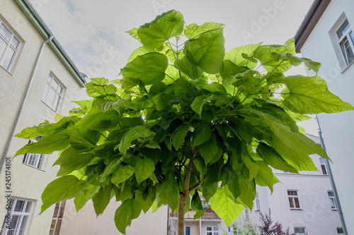 Catalpa bignonioides, Trompetenbaum auf einem Balkon in der Stadt
