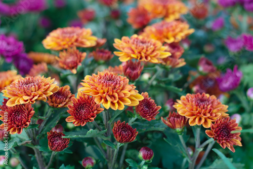 soft focus pink chrysanthemum in the garden.