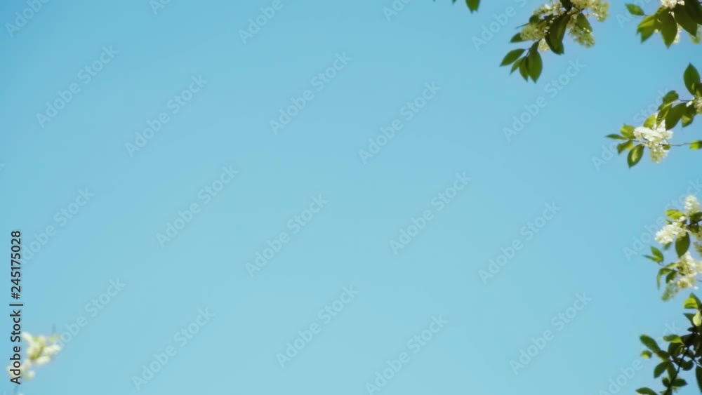 Nature clear blue sky background with fresh first spring foliage of trees as natural frame. Real time full hd video footage.