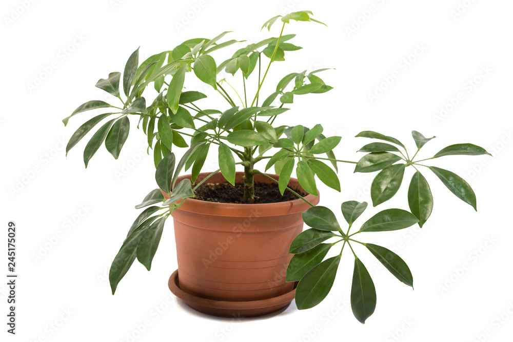 Fototapeta premium Schefflera