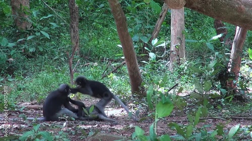 A jungle clearing becomes a battleground for a troop of Gray langur or Hanuman langur (semnopithecus obscurus), also known as 'Dusky Leaf Monkeys' when playing turns to fighting. photo