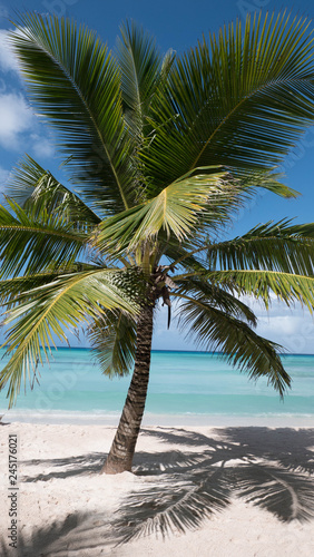 Fototapeta Naklejka Na Ścianę i Meble -  Caribbean palm trees, Bayahibe, Domincan republic
