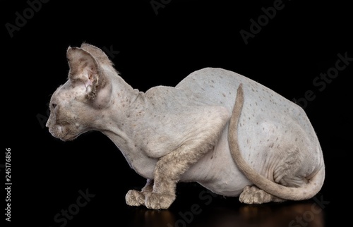 Sphinx cat isolated on Black Background in studio