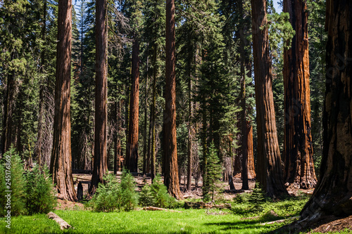Wald mit vielen Mammutbaeumen im Sequoia Park, Kalifornien, USA