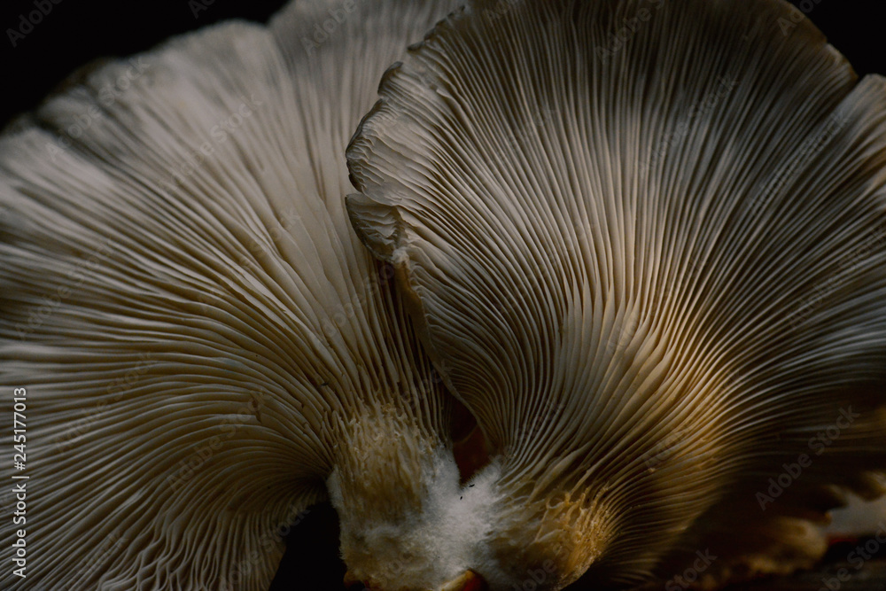 funghi funghi