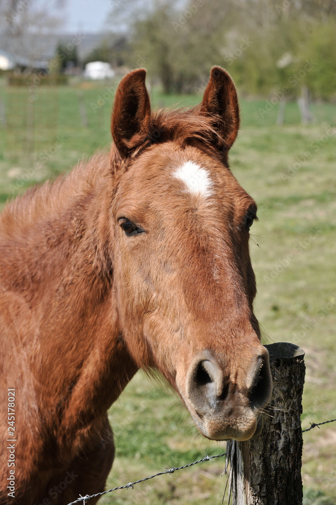 cheval equitation