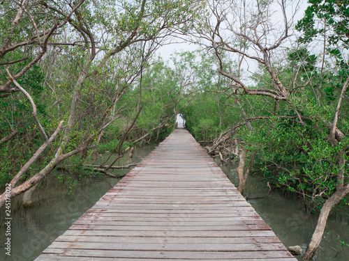 view of wood bridge in Mangrove forest  Phetchaburi  Thailand