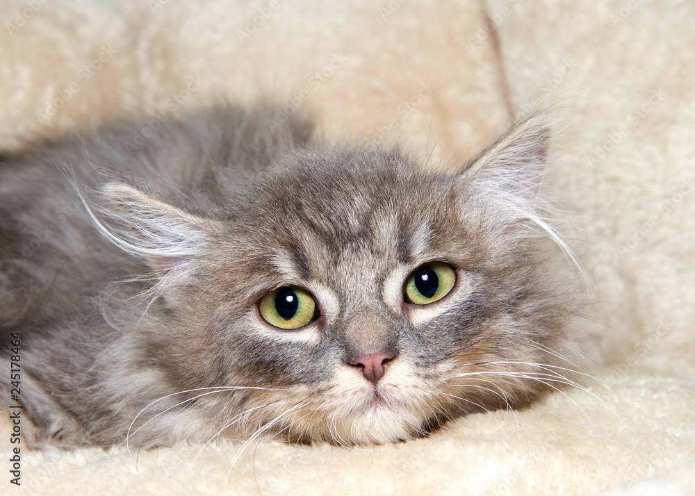 Close up portrait of one long haired grey and white tabby kitten laying in  a fluffy sheepskin bed looking at viewer nervously. Stock Photo | Adobe  Stock