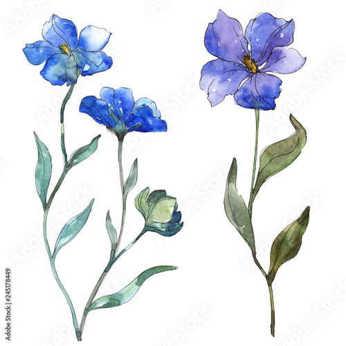 Fototapeta Naklejka Na Ścianę i Meble -  Blue purple flax floral botanical flower. Watercolor background illustration set. Isolated flax illustration element.