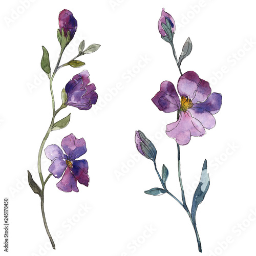 Blue purple flax floral botanical flower. Watercolor background illustration set. Isolated flax illustration element.