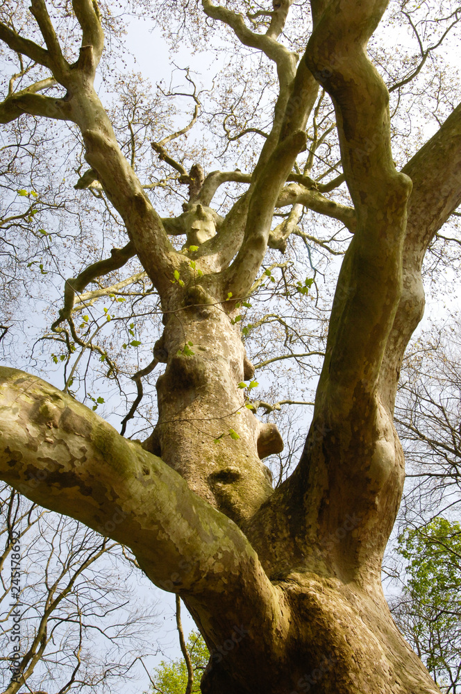 Fototapeta premium Bois arbre tronc