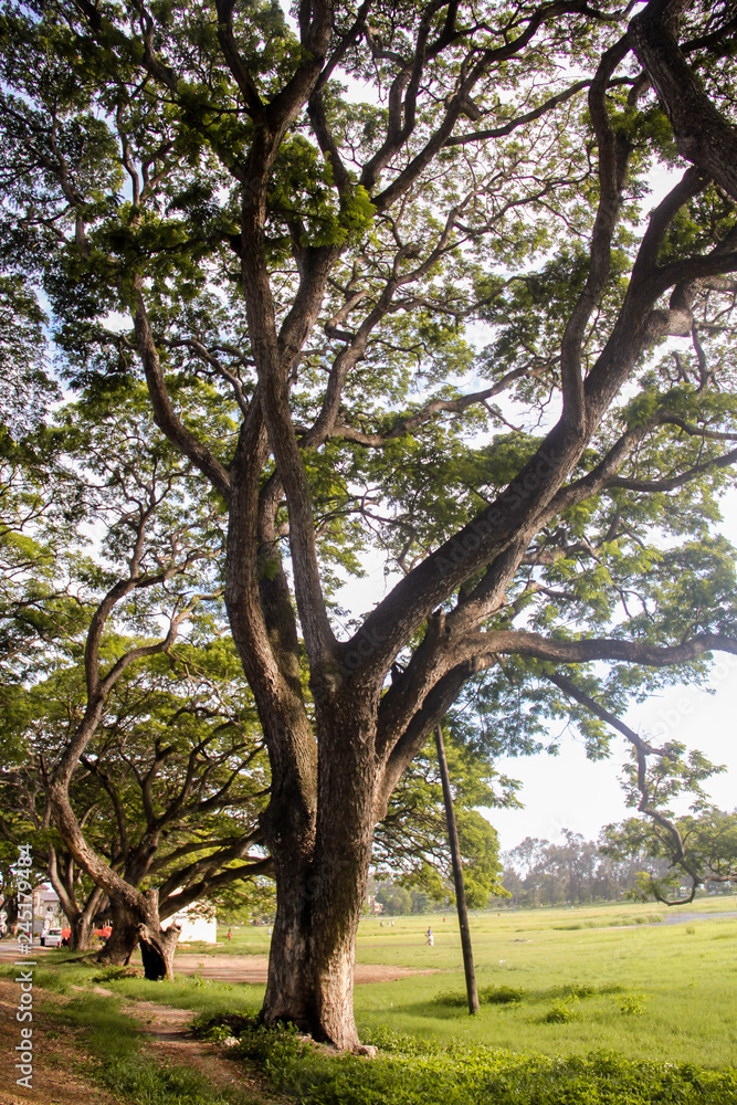 tree in the park tree in the park