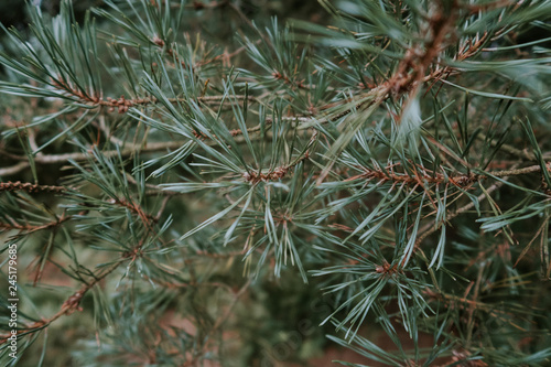 pine branch with cones