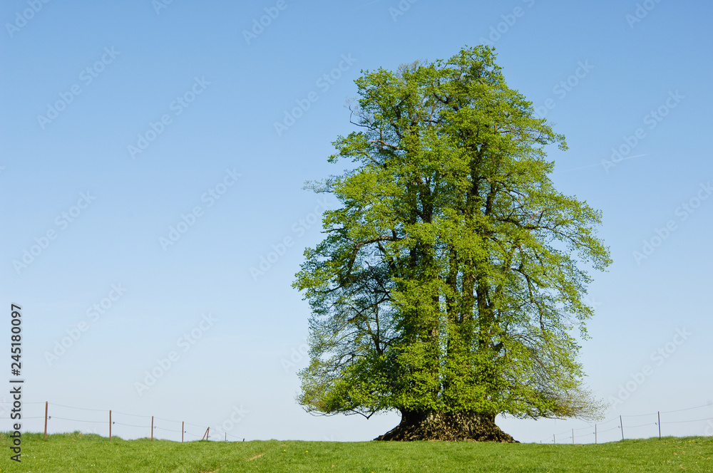 Fototapeta premium environnement arbres bois