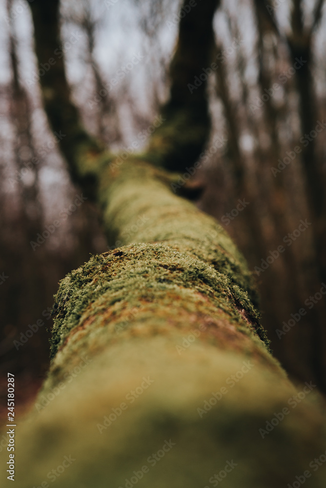 tree in forest tree in forest