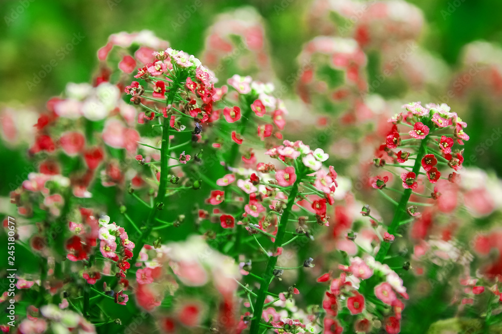 beautiful flowers on nature in park background