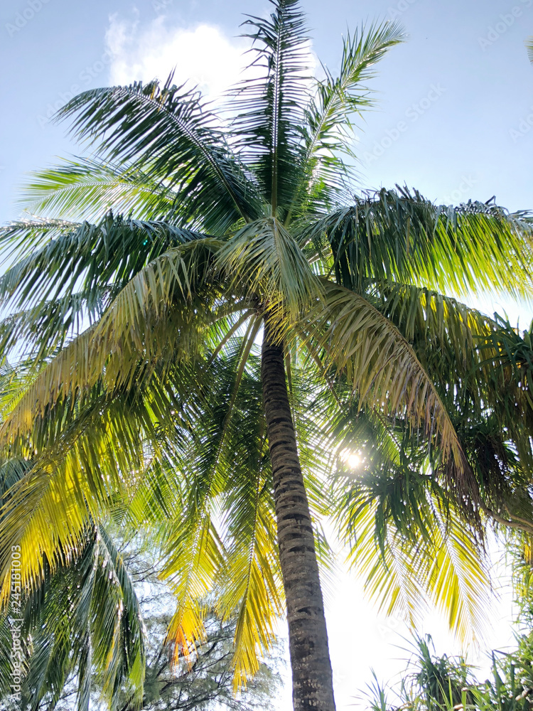 Fototapeta premium tropical forest, palm tree in maldives