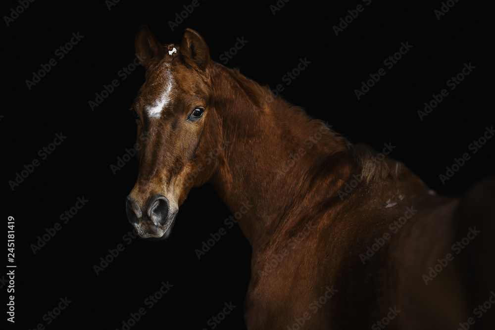 Portrait of a Trakehner horse on a black background Portrait of a Trakehner horse on a black background