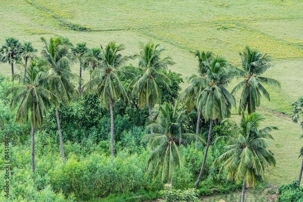 Obraz premium close view of coconut trees plantation in pattern at greenery field.