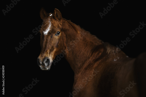 Portrait of a Trakehner horse on a black background