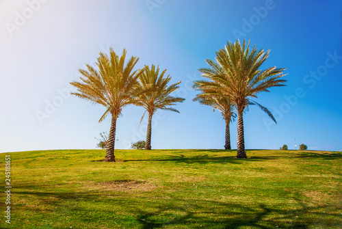 Four palm trees on a hill in the park Israel. Recreation area  recreation  urban space  nature.