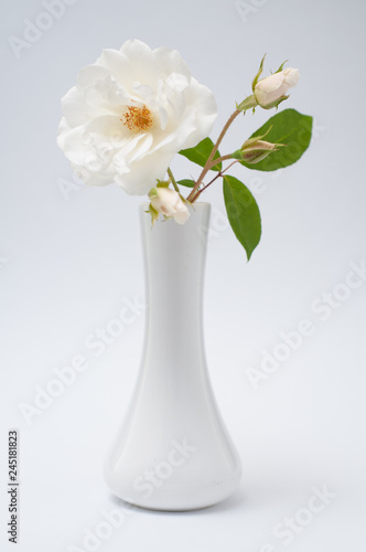 Weiße Rose Vase Hintergrund Grün Kontrast