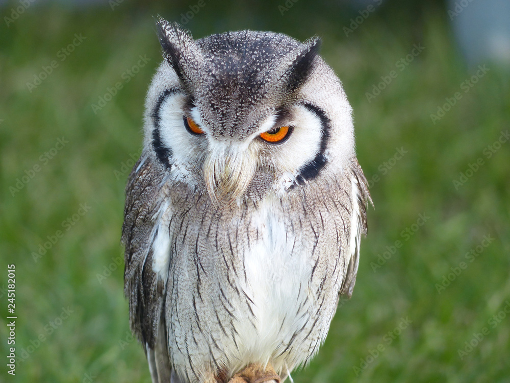 Naklejka premium Owl